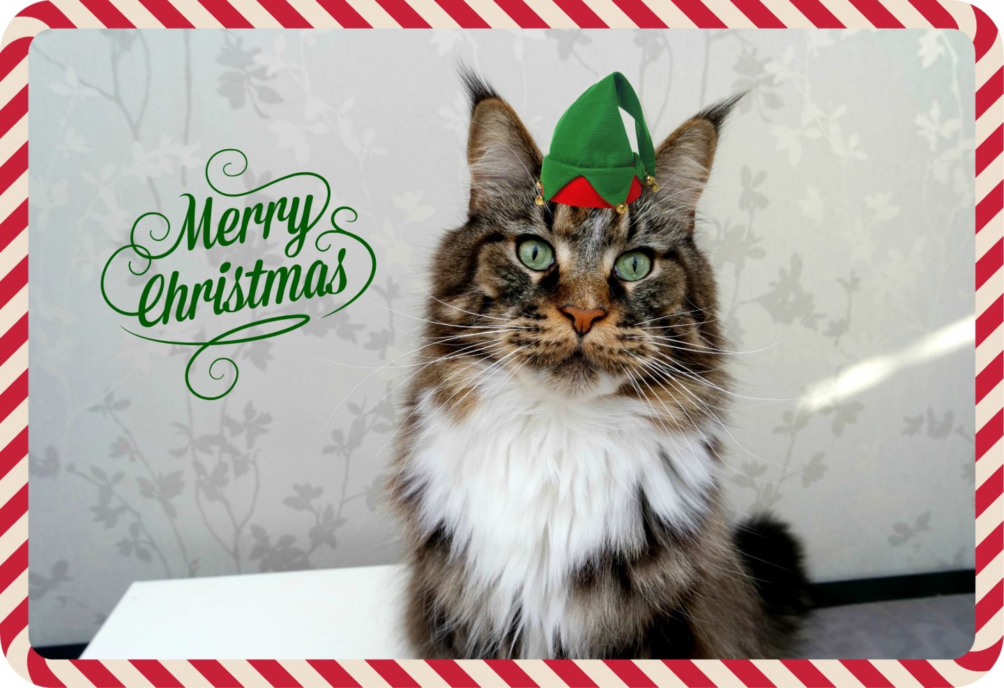 Merry Christmas!